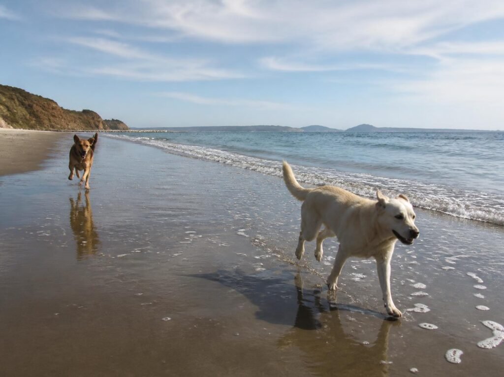 Kite Beach UAQ dog
